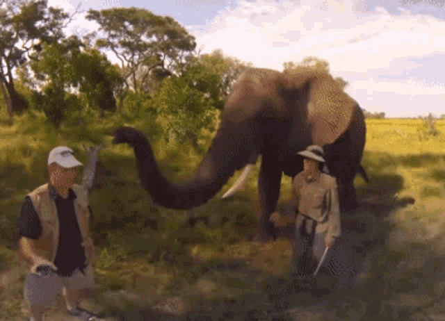 Elephant Hat Gif GIF