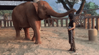 Elephant Hugging A Woman GIF
