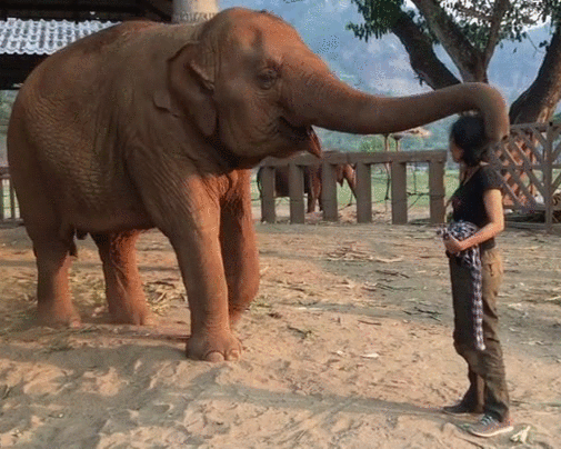Elephant Hugging Girl GIF