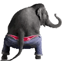 Elephant in Blue Jeans and Red Underwear
