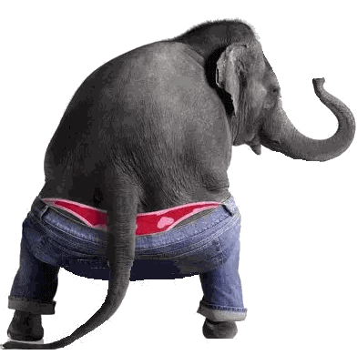 Elephant in Jeans and Pink Underwear