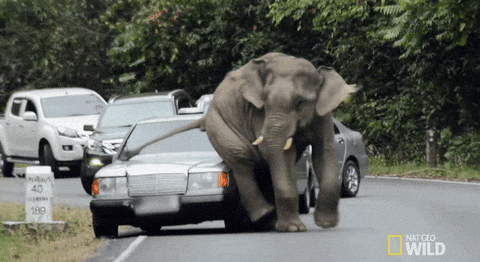 Elephant Itchy Bottom GIF
