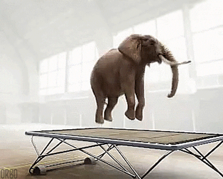 Elephant Jumping Boing Trampoline GIF