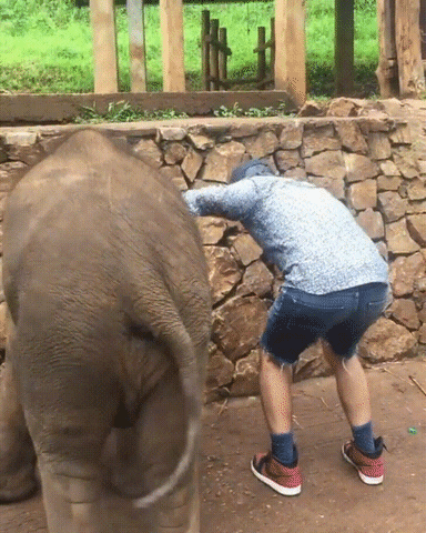 Elephant Kicking Man's Butt GIF