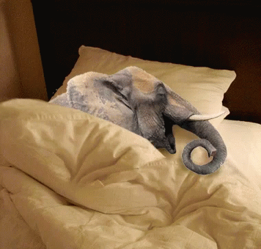 Elephant Lying In Bed GIF