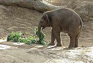 Elephant Moving Around GIF