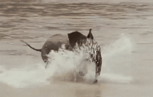 Elephant Running In The Sea GIF