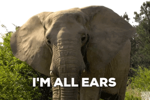 Elephant Saying I'm All Ears