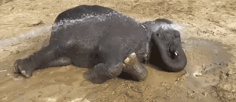 Elephant Showering While Lying GIF