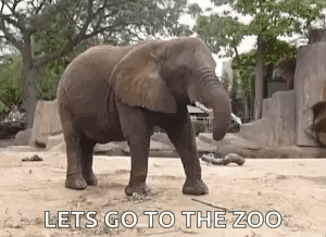 Elephant Standing In Zoo Enclosure GIF
