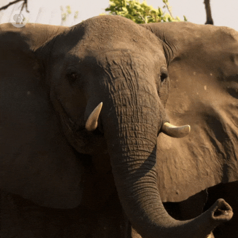 Elephant Trumpets For A Funny Holiday GIF