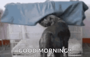 Elephant Under Blue Tarp Saying Good Morning