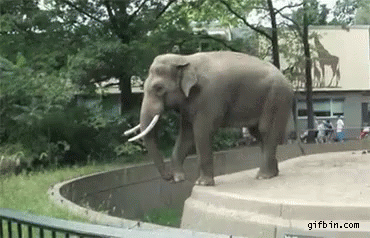 Elephant Walking Near Zoo Fence GIF