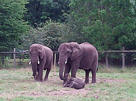 Elephants Moving Together GIF