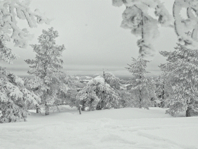 Elf Santa Carrying Food GIF