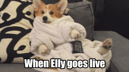 Elly Goes Live Cute Corgi Meme GIF