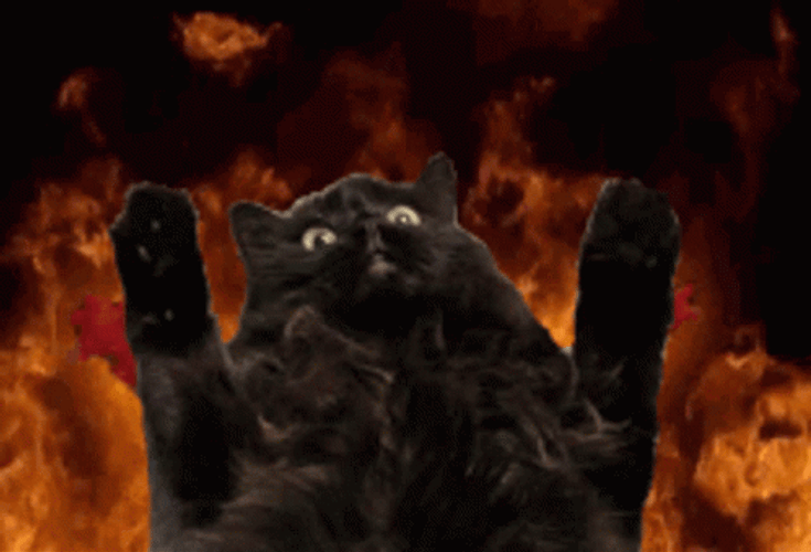 Elmo Fire Meme Black Cat GIF