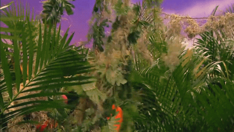 Elmo Scout Ranger GIF