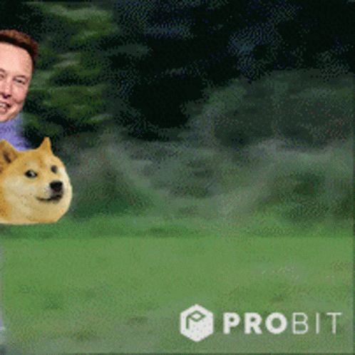Elon Musk With Doge on Head