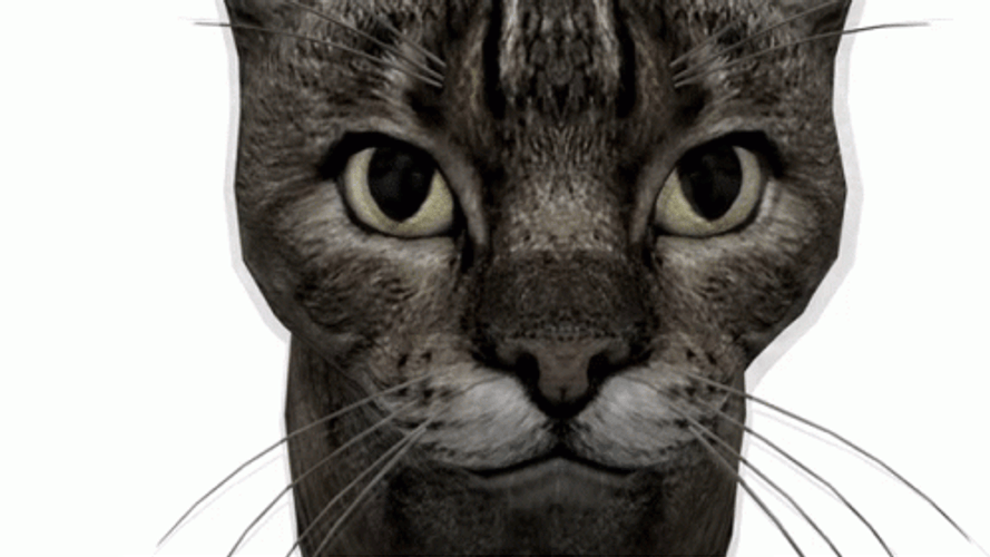 Elongated Cat Vibing  GIF