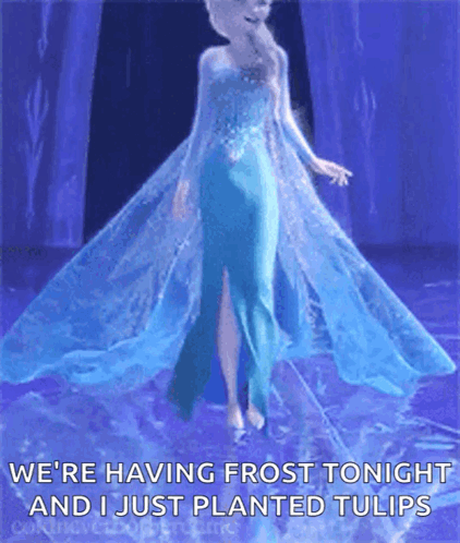 Elsa From Frozen Saying We're Having Frost Tonight And I Just Planted Tulips GIF