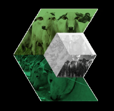 Emerald Green Arrow GIF