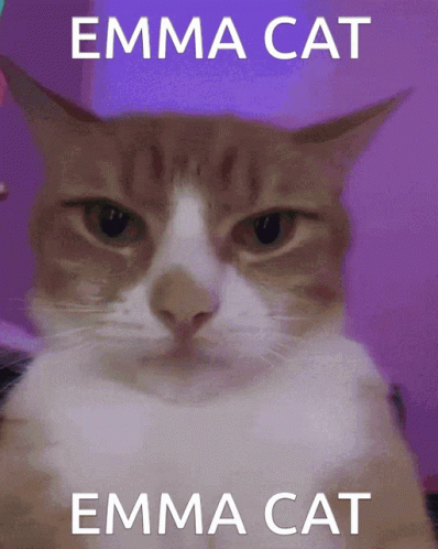 Emma Cat Glam Transformation GIF