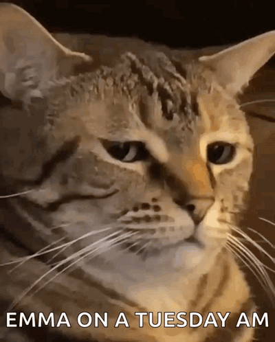 Emma On A Tuesday Meme GIF