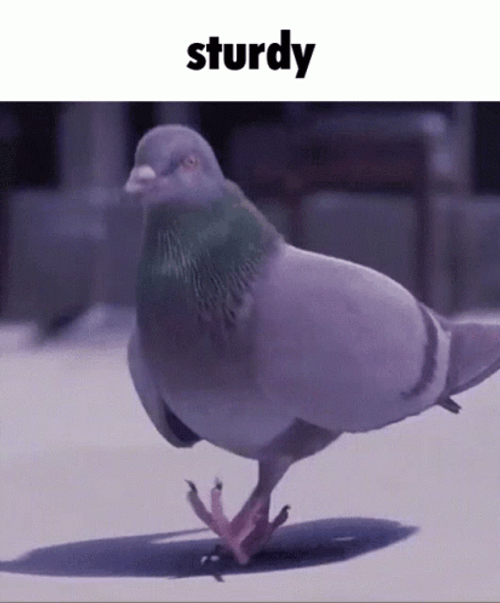 Emmit Fenn Pigeon Sturdy Vibes GIF