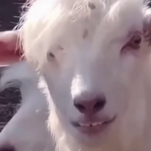 Emo Face Goat Eating Funny Animal GIF