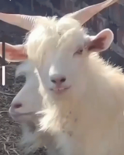 Emo White Goat Meme GIF