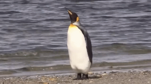 Emperor Penguin Fade Away GIF