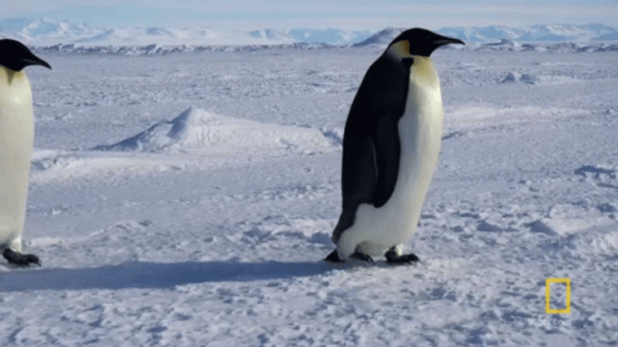 Emperor Penguins Walking Slow On Ice GIF