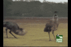 Emu Dance Gif GIF