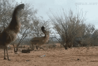 Emu Jump Gif GIF