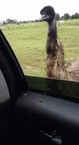 Emu Looking Out Car Window GIF