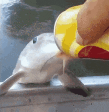 Enbabyfazball Fish Gif GIF