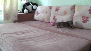 Endless Puppy High Energy GIF