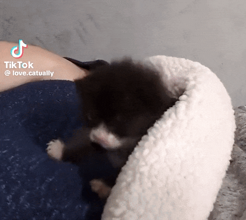 Energetic Baby Cat Making Biscuits GIF
