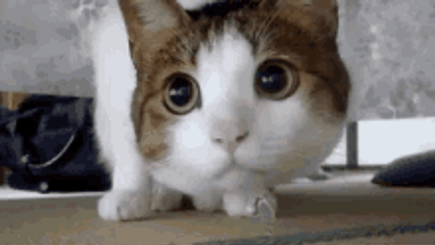 Energetic Cat Searching For Prey GIF