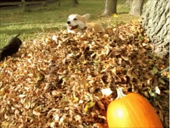Energetic Corgi Plays Falling Leaves GIF