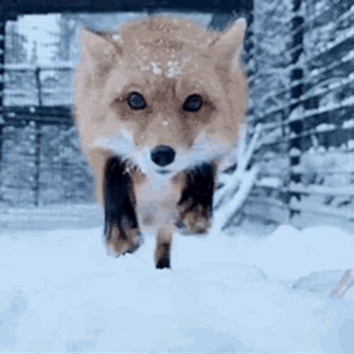 Energetic Cute Fox Jumping In Snow GIF
