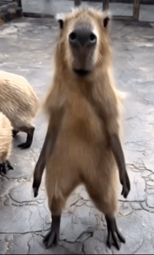 Energetic Dance Capybara Meme GIF