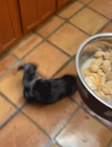 Energetic Dog Chasing Tail Eating Time GIF