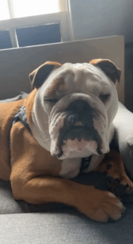 English Bulldog Butler Sleep Goodnight GIF