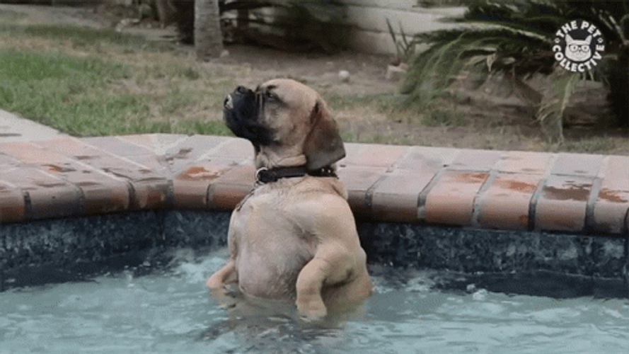 English Mastiff Dog Inside The Hot Tub GIF