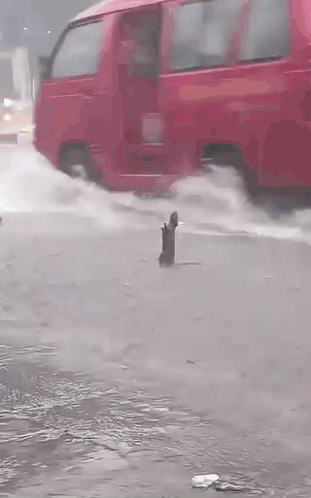 Enjoy Rat Showering In The Rain GIF