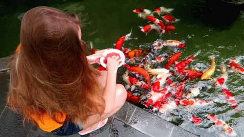Entertainig Koi Fish Feeding Activity GIF