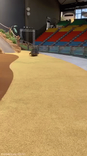 Entertaining Bouncing Seal I Have Arrived GIF