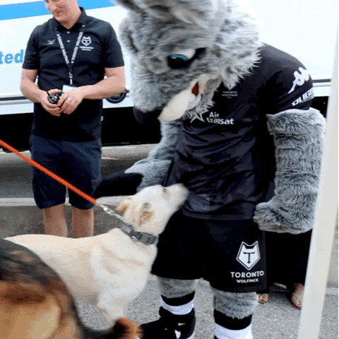 Entertaining Dog Chasing Tail Rugby League Dog GIF